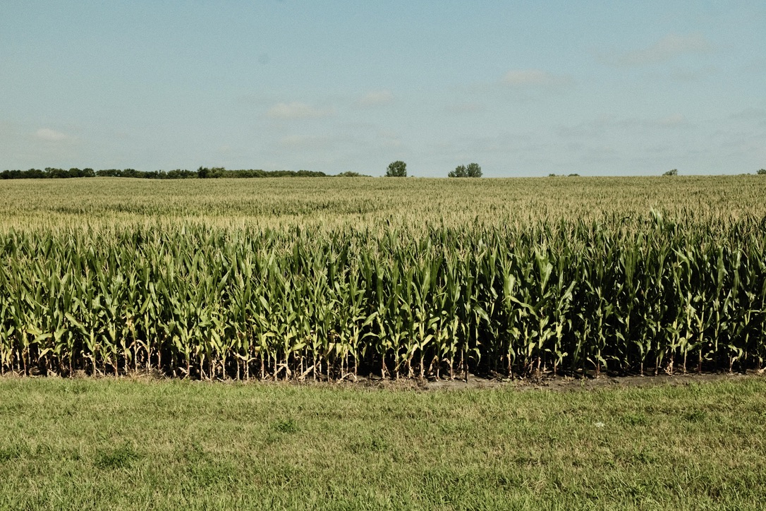 Corn field